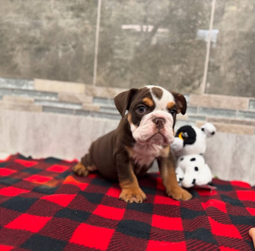 490843739 18497615113054523 9217433832858162752 n