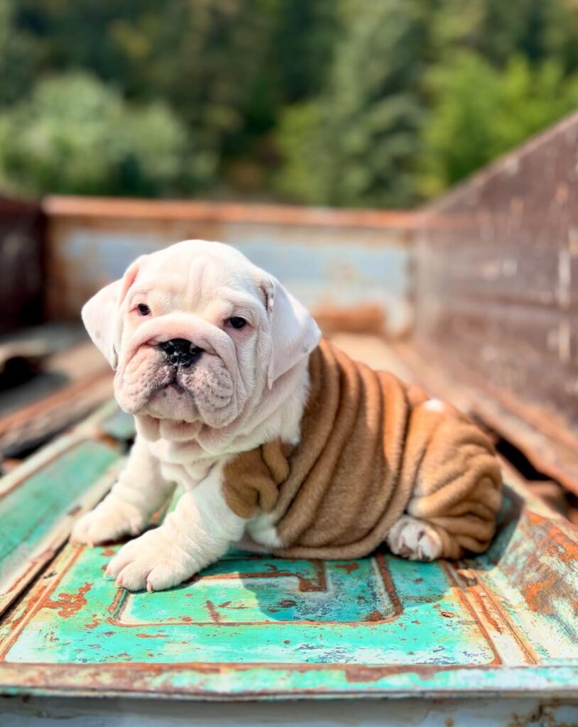 535955657 18017954081751582 9011852133855072548 n